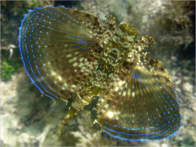 10 Peixes curiosos do mar de Porto de Galinhas voador | Animais | animais, bichos, dicas, mergulho, peixes, porto de galinhas