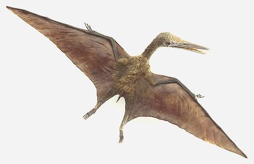 Criptozoologia cartográfica? Pterosaur | Animais | animais, bizarro, criaturas, incrível, mistério, monstros