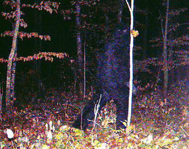 Bizarro: Céticos obtêm a primeira foto do pé grande 20091210 111253 bigfoot12111 | Animais | bigfoot, bizarro, curioso, mistério, pe grande, sasquatch, yeti