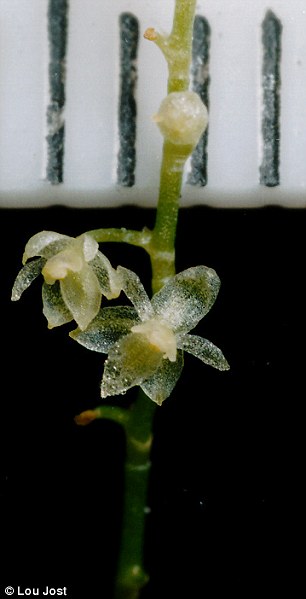 A menor orquídea do mundo e a maior 2mm orchid | Bizarro | curioso, flor, incrível, orquídea