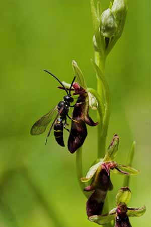 A menor orquídea do mundo e a maior FlyOrchidWasp | Bizarro | curioso, flor, incrível, orquídea
