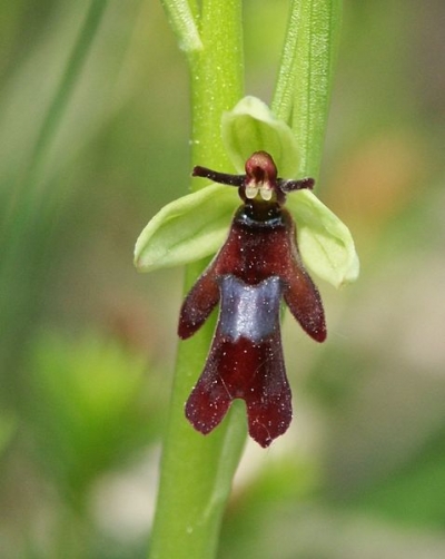 A menor orquídea do mundo e a maior draft lens2168079module11448675photo 1221083886Insect Orchid | Bizarro | curioso, flor, incrível, orquídea
