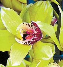 A menor orquídea do mundo e a maior flower1 | Bizarro | curioso, flor, incrível, orquídea
