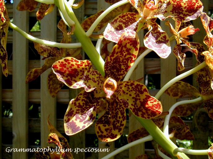 A menor orquídea do mundo e a maior grammspeciosum | Bizarro | curioso, flor, incrível, orquídea