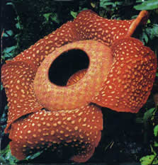 A menor orquídea do mundo e a maior rafflesia | Bizarro | curioso, flor, incrível, orquídea