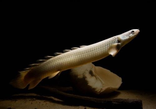 peixe polypterus peixe polypterus