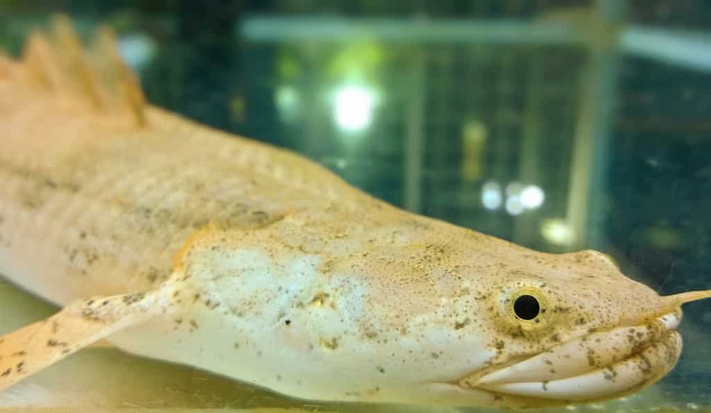 peixe polypterus peixe polypterus