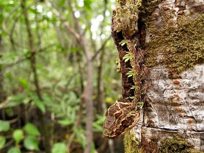 5 Bichos muito loucos Hemeroplanes caterpillar | Animais | animais, bichos, curioso, estranho, incrível
