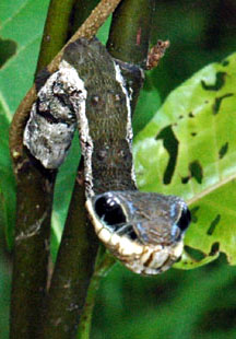 5 Bichos muito loucos amazon caterpillar snake | Animais | animais, bichos, curioso, estranho, incrível