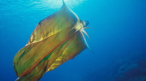 5 Bichos muito loucos blanketoctopus | Animais | animais, bichos, curioso, estranho, incrível