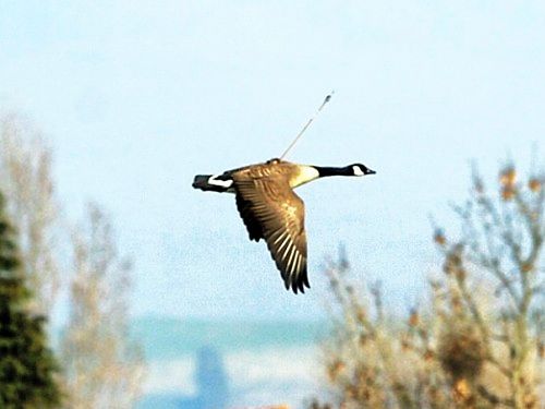 Top 10 espetinhos do Mundo Gump goose crossbow back | Animais | bizarro, curioso, empalamento, grotesco, mortes, notícia, sinistro