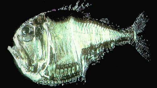 5 Bichos muito loucos hatchetfish | Animais | animais, bichos, curioso, estranho, incrível