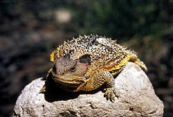 Mais 5 animais curiosos e bizarros Short Horned Lizard | Animais | animais, bichos, curioso, estranho, impressionante, incrível, inseto, peixe