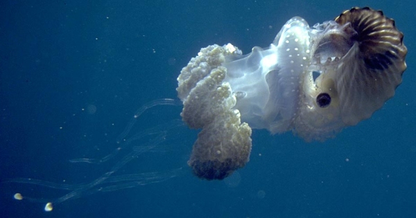 Mais 5 animais curiosos e bizarros ceph argjelly | Animais | animais, bichos, curioso, estranho, impressionante, incrível, inseto, peixe