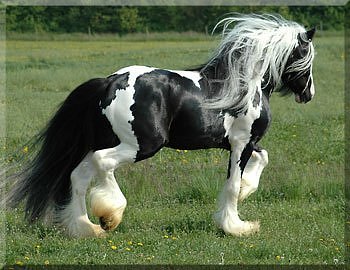A incrível vaca unicórnio gipsyvanner | Animais | animais, bichos, boi, cavalo, china, chinês, curioso, estranho, gado, maluco, mutante, unicornio, vaca