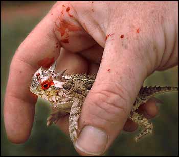 Mais 5 animais curiosos e bizarros horned lizard blood | Animais | animais, bichos, curioso, estranho, impressionante, incrível, inseto, peixe