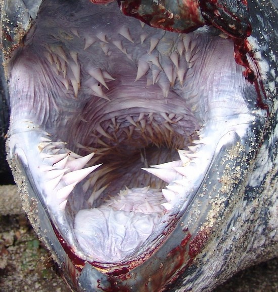 A menor tartaruga do mundo e a maior imagessea 20turtle small | Animais | animais, bichos, curioso, gigante, incrível, miniatura