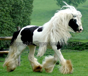 A incrível vaca unicórnio lenny small | Animais | animais, bichos, boi, cavalo, china, chinês, curioso, estranho, gado, maluco, mutante, unicornio, vaca