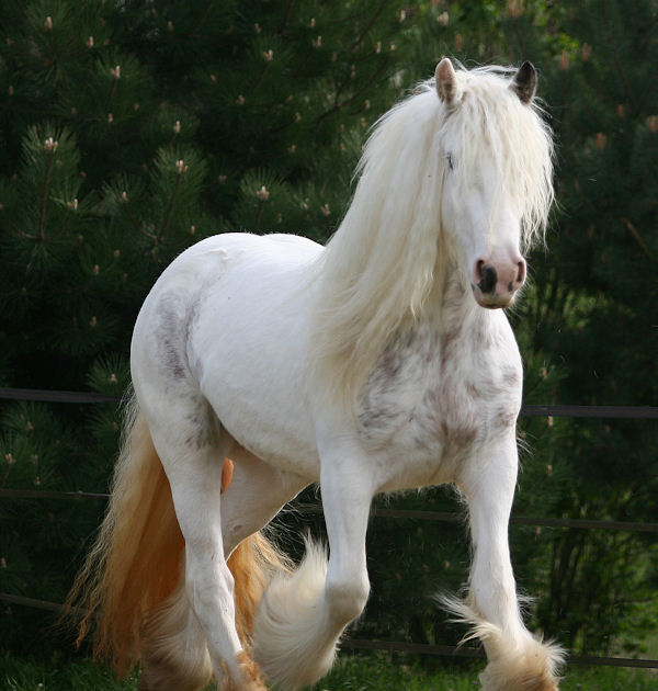 A incrível vaca unicórnio lola1 | Animais | animais, bichos, boi, cavalo, china, chinês, curioso, estranho, gado, maluco, mutante, unicornio, vaca