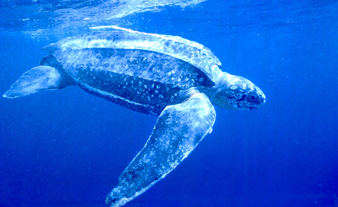 A menor tartaruga do mundo e a maior tartarugadecouro | Animais | animais, bichos, curioso, gigante, incrível, miniatura