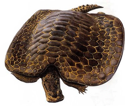 A menor tartaruga do mundo e a maior tartarugajurassica | Animais | animais, bichos, curioso, gigante, incrível, miniatura