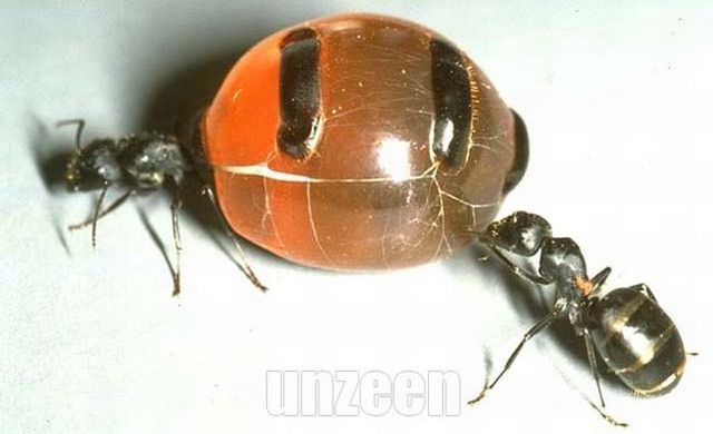 A bizarra formiga pote de mel ants 05 | Animais | animais, bichos, bizarro, curioso, formiga, incrível