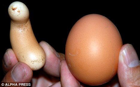 O bizarro ovo esférico e outros ovos curiosos article 0 0A2A5923000005DC | Animais | bizarro, curioso, estranho, incrível, maluco, nojento, ovo
