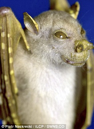 Descoberto animal bizarro na floresta de Papua article 1318093 0B8029CF000005DC | Animais | animais, bichos, bizarro, curioso, estranho, incrível, star wars
