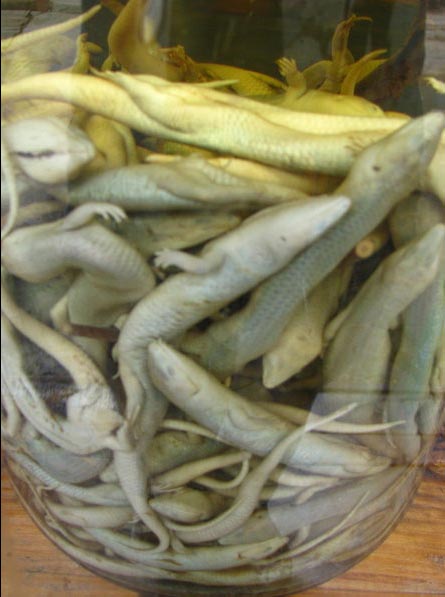 Top 15 bebidas estranhas com bichos mortos dentro dilica | Animais | animais, bichos, china, chinês, curioso, estranho, japão, nojento