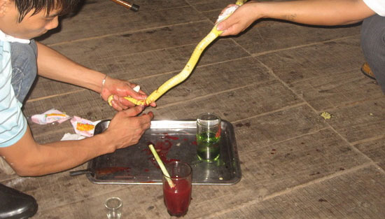 Top 15 bebidas estranhas com bichos mortos dentro gross drinks 8 | Animais | animais, bichos, china, chinês, curioso, estranho, japão, nojento