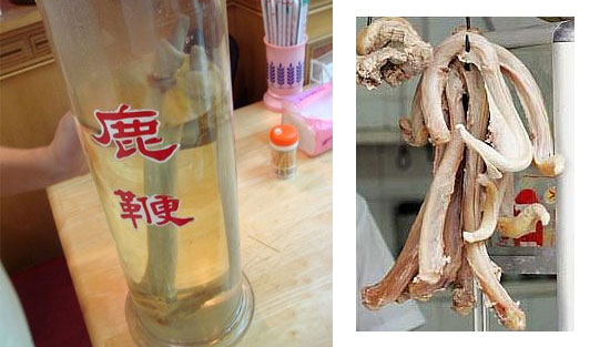 Top 15 bebidas estranhas com bichos mortos dentro gross drinks 9 | Animais | animais, bichos, china, chinês, curioso, estranho, japão, nojento