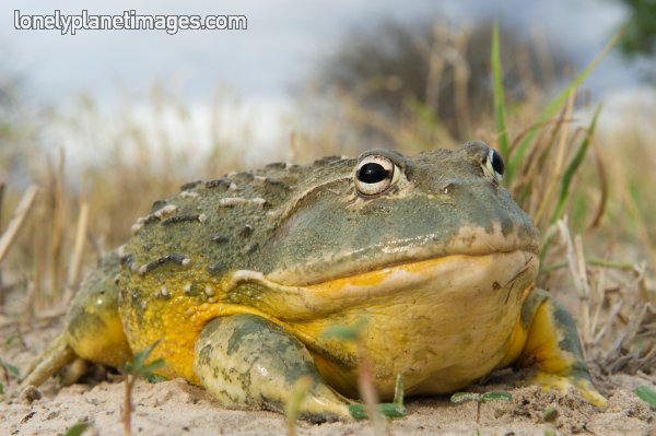 Sapão comendo o ratinho sapulha | Animais | animais, bichos, bizarro, curioso, gigante, sapo
