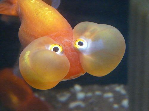 O peixe mais olhudo do mundo 2792874185 5166318def | Animais | bizarro, china, curioso, estranho, incrível, japão, peixe
