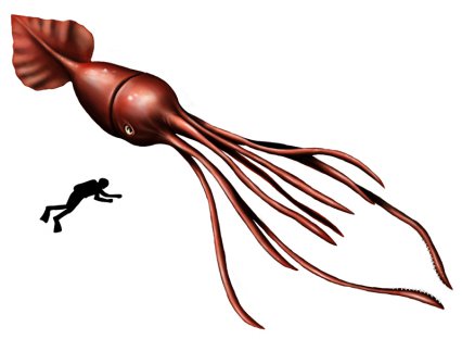 Dez olhos sensacionais do reino animal 4c112dcc50836 | Animais | animais, bichos, bizarro, curioso, incrível, olho, paleontoloogia
