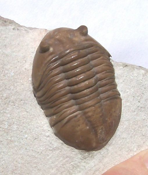 Dez olhos sensacionais do reino animal 509px Asaphus | Animais | animais, bichos, bizarro, curioso, incrível, olho, paleontoloogia