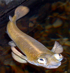 Dez olhos sensacionais do reino animal Anableps anableps3 | Animais | animais, bichos, bizarro, curioso, incrível, olho, paleontoloogia