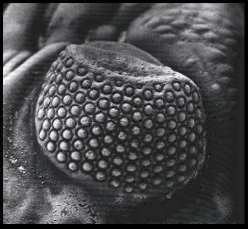 Dez olhos sensacionais do reino animal Phacops eye | Animais | animais, bichos, bizarro, curioso, incrível, olho, paleontoloogia