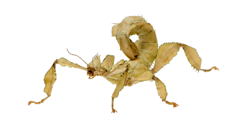 O mais bizarro inseto da Terra? Spiny Leaf insect | Animais | animais, bichos, curioso, estranho, incrível, insetos