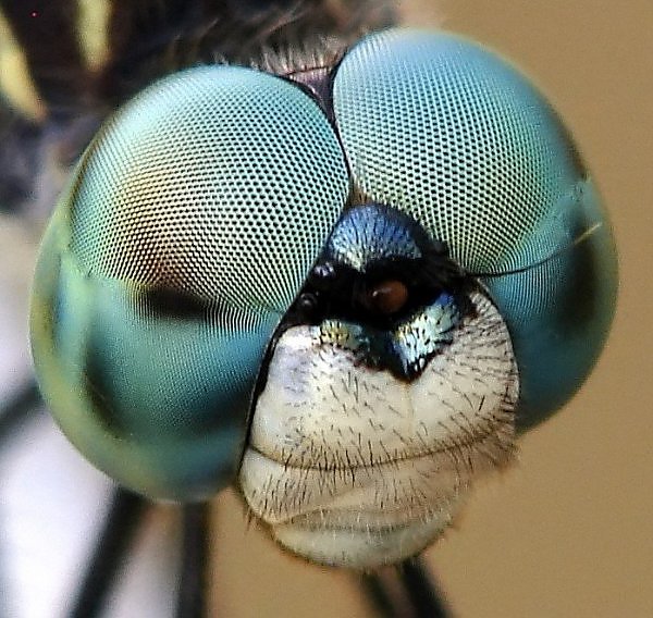 Dez olhos sensacionais do reino animal | Animais | animais, bichos, bizarro, curioso, incrível, olho, paleontoloogia