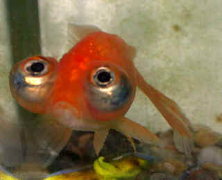 O peixe mais olhudo do mundo big eyes fish | Animais | bizarro, china, curioso, estranho, incrível, japão, peixe