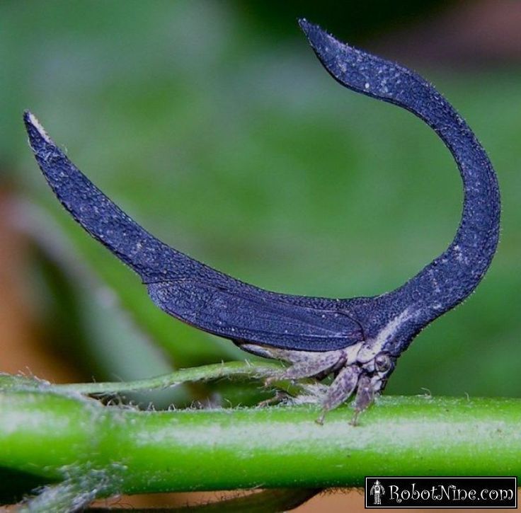 O mais bizarro inseto da Terra? bizarre insect | Animais | animais, bichos, curioso, estranho, incrível, insetos
