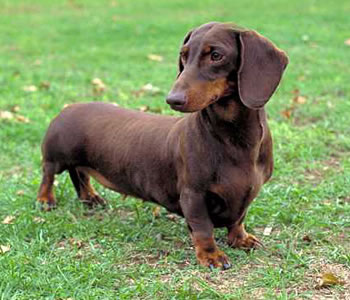 O rato que pia feito passarinho dachshund | Animais | animais, bichos, ciência, curioso, incrível, japão, Tecnologia