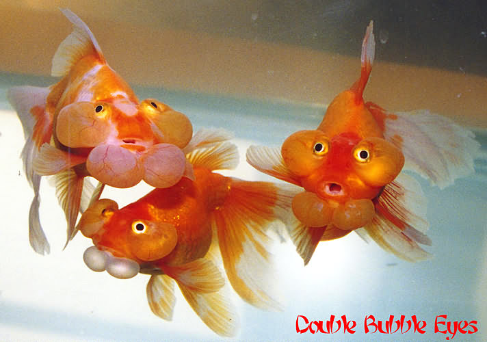 O peixe mais olhudo do mundo doublebubble | Animais | bizarro, china, curioso, estranho, incrível, japão, peixe