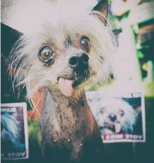 O novo cachorro mais feio do mundo? feiosinha | Animais | animais, bichos, bizarro, cachorro, cão, curioso, estranho, horrível, incrível