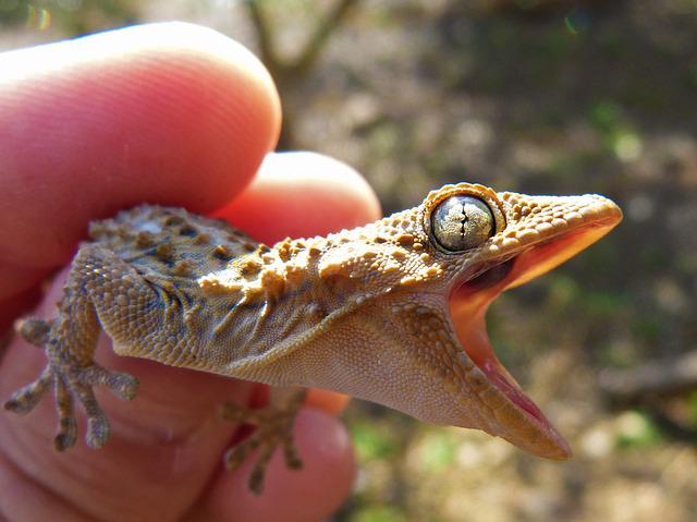 Dez olhos sensacionais do reino animal gecko g6834a8a79 640 | Animais | animais, bichos, bizarro, curioso, incrível, olho, paleontoloogia