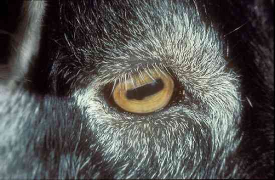 Dez olhos sensacionais do reino animal goateye | Animais | animais, bichos, bizarro, curioso, incrível, olho, paleontoloogia