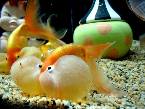 O peixe mais olhudo do mundo golden fish with huge eyes | Animais | bizarro, china, curioso, estranho, incrível, japão, peixe