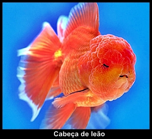 O peixe mais olhudo do mundo kinguio cabeca de leao | Animais | bizarro, china, curioso, estranho, incrível, japão, peixe
