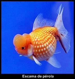 O peixe mais olhudo do mundo kinguio perola | Animais | bizarro, china, curioso, estranho, incrível, japão, peixe