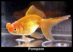 O peixe mais olhudo do mundo kinguio pompom0 | Animais | bizarro, china, curioso, estranho, incrível, japão, peixe
